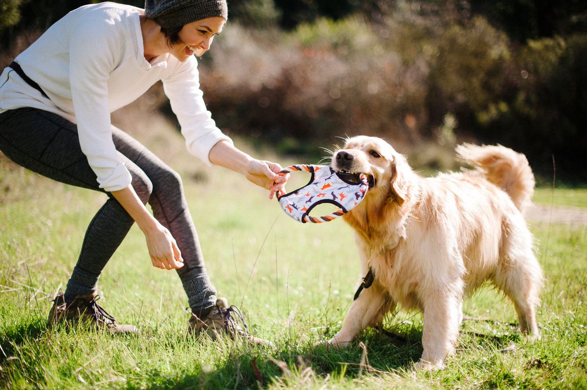 Security Dog Services Manchester for Trained Canine Protection Services by ISA Support Services