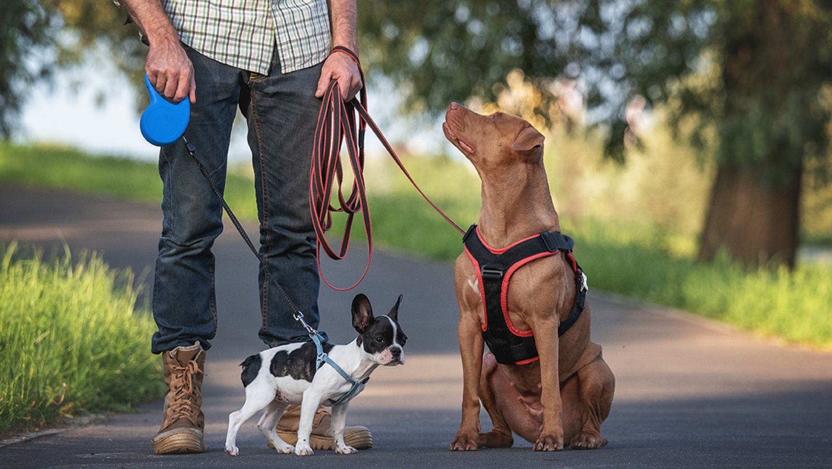 Top 10 Dog harness Manufactuers OKEYPETS offering customized pet products