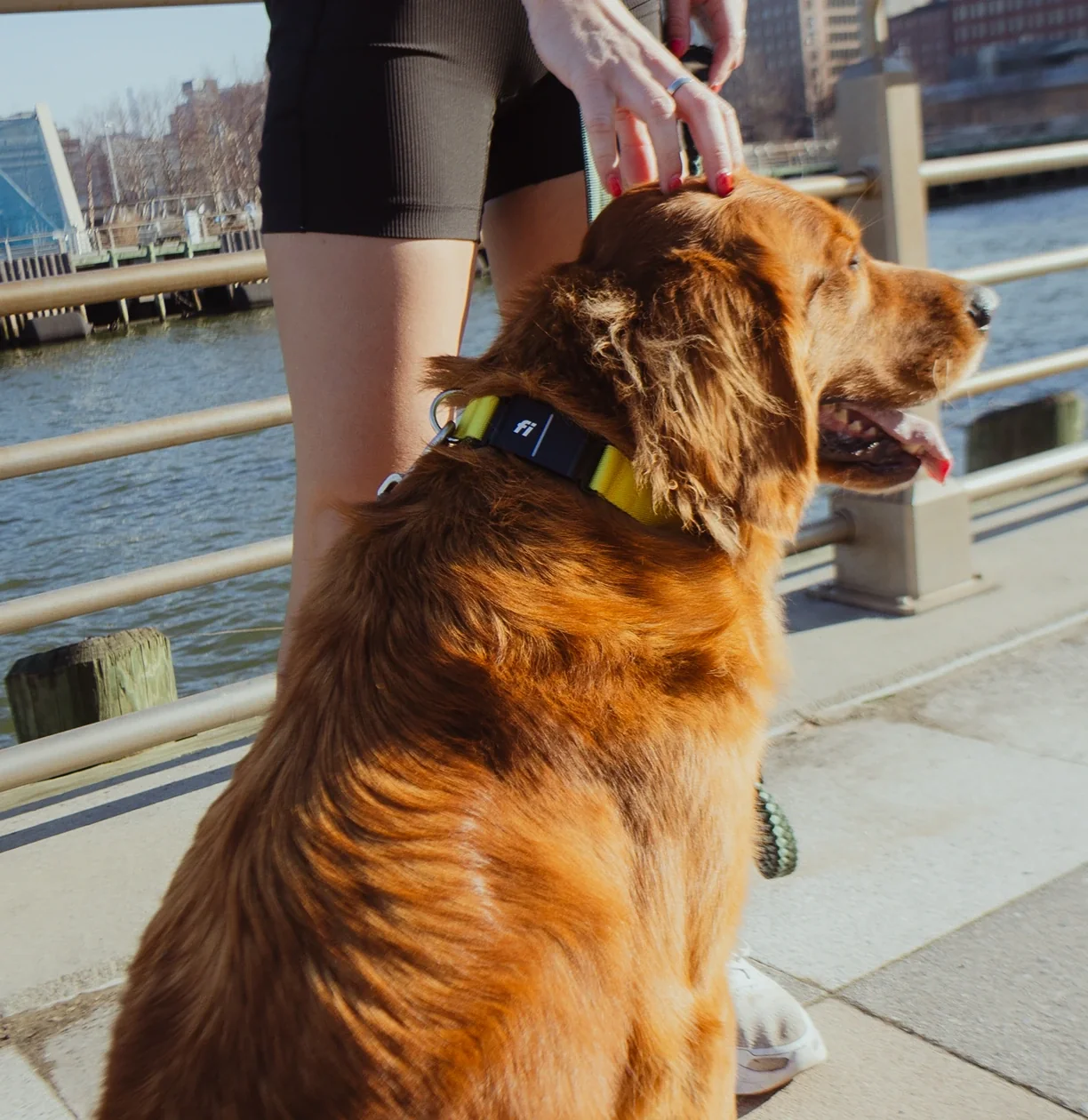 Private Label Dog Harness Supplier with Low MOQ